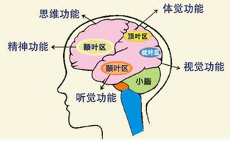 早尚好学能研究中心 理性选择临沂全脑开发机构的指南